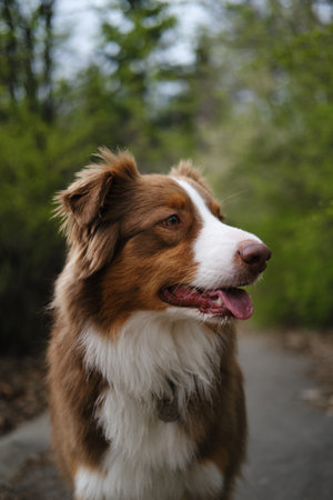 A brown dog walks in a spring forest and poses standing on a path among green trees. Charming Australian Shepherd red tricolor on a walk in the park. The concept of pets in nature. Close up portraitの写真素材