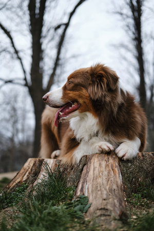 A happy fluffy brown dog walks in the spring forest and poses lying on a tree stump. Charming Australian Shepherd red tricolor on a walk in the park. The concept of pets in natureの写真素材
