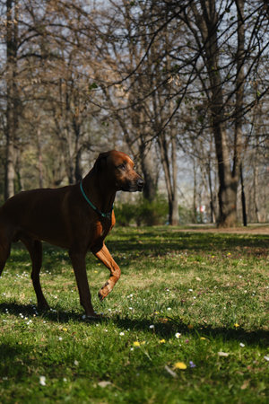 One dog on a walk in a spring park on a sunny day walking among wild flowers. Rhodesian Ridgeback stays alone outsideの写真素材
