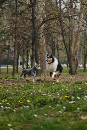 A black tricolor Scottish Shepherd Long-haired collie walks in a spring park among wild flowers in a...