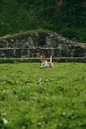 Charming and white Jack Russell Terrier puppy runs around Kalemegdan Spring Park in center of Belgrade and plays with a ball. A dog cheerfully nibbles a ball outside on a sunny summer dayの写真素材