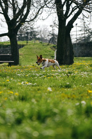 Charming and white Jack Russell Terrier puppy runs around Kalemegdan Spring Park in center of Belgrade and plays with a ball. A dog cheerfully nibbles a ball outside on a sunny summer dayの写真素材