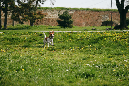 Charming and white Jack Russell Terrier puppy runs around Kalemegdan Spring Park in center of...