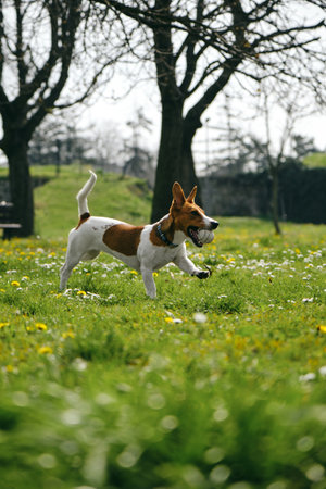 Charming and white Jack Russell Terrier puppy runs around Kalemegdan Spring Park in center of...