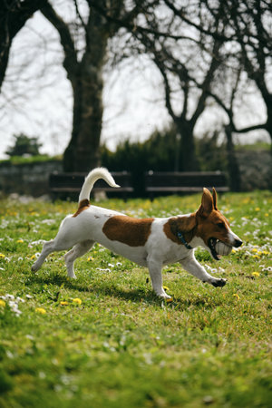 Charming and white Jack Russell Terrier puppy runs around Kalemegdan Spring Park in center of Belgrade and plays with a ball. A dog cheerfully nibbles a ball outside on a sunny summer dayの写真素材