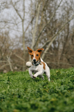 Charming Jack Russell Terrier puppy runs around Kalemegdan Spring Park in the center of Belgrade and plays with a ball. A dog chases a toy ball on a sunny summer day. Front view portrait in motionの写真素材