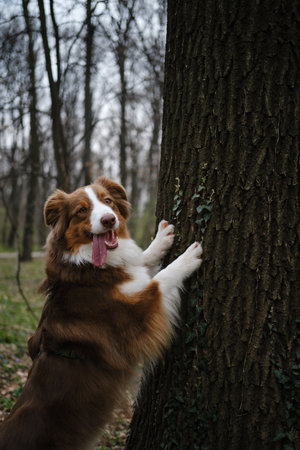 A happy fluffy brown dog walks in the spring forest and poses with front paws on tree trunk....