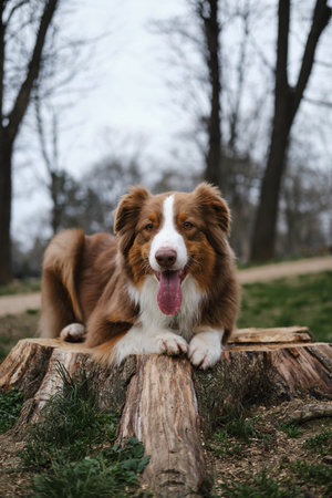 A happy fluffy brown dog walks in the spring forest and poses lying on a tree stump. Charming...