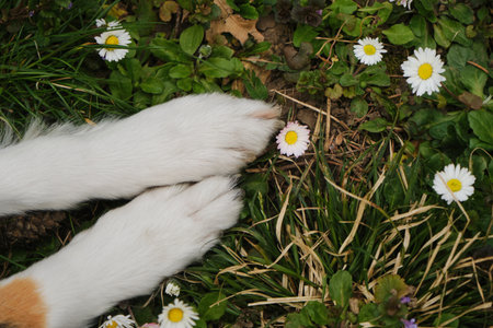 Two front white paws of the Scottish Shepherd dog breed - long-haired collie close-up top view. Paws...