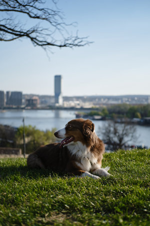 Brown fluffy cute dog Aussie on a green meadow on spring sunny day. Australian Shepherd red Tricolor...