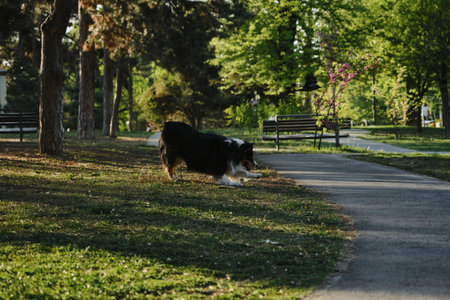 Black tricolor fluffy Australian Shepherd plays with a tree stick in a spring park in a green clearing. A charming playful dog having fun on a walkの写真素材