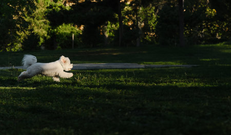 Bichon Frise runs in green spring park, side view. Portrait of a small white curly-haired active dog...