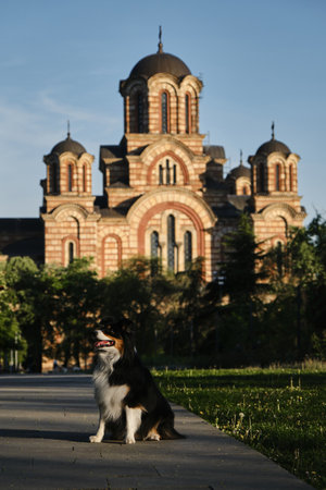 Australian Shepherd black tricolor sits in Tashmaidan Park near St. Mark's Church on sunny spring...