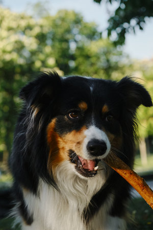 Black tricolor fluffy Australian Shepherd plays with a tree stick in a spring park in a green...