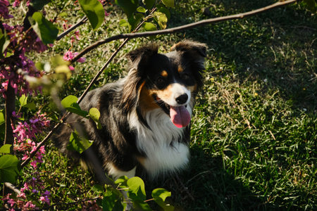 A black tricolor fluffy Australian Shepherd sits in a spring park on a green meadow near pink flower...