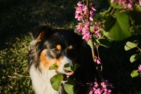 A black tricolor fluffy Australian Shepherd sits in a spring park on a green meadow near pink flower bush and poses beautifully. A charming playful dog on a morning walk. Portrait of happy petの写真素材