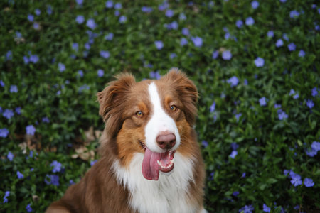 A brown dog is sitting in forest in clearing among spring blue flowers wild periwinkle. Happy...