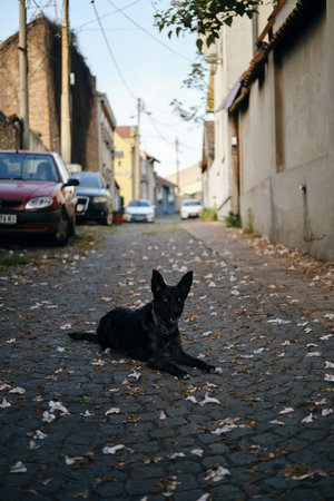 Traveling with a pet in Europe. A charming black blue-eyed mongrel doggy lies on a cobblestone...