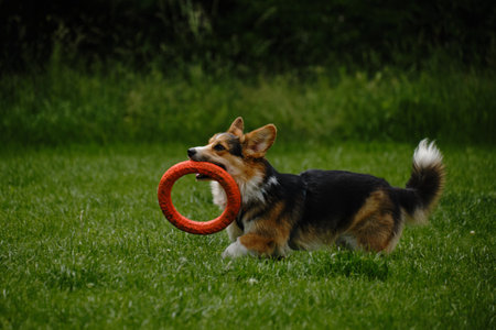 Charming Welsh corgi Pembroke tricolor walks in the spring park, running with round toy on the green...