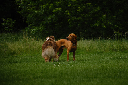 Two dogs get acquainted by sniffing each other standing in a green spring field. A brown fluffy...