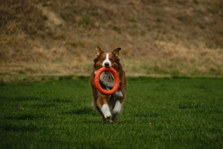 Dog plays with round orange toy in green field in spring. Cute active Brown Australian shepherd walking outdoor in a green grass in summer. Atmospheric photo of pet in move. Fluffy doggy. Front viewの写真素材