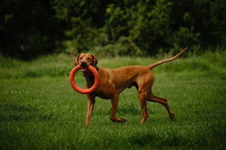 Dog plays with a round orange toy in a green field in spring. Cute active Hungarian Vizsla walking...