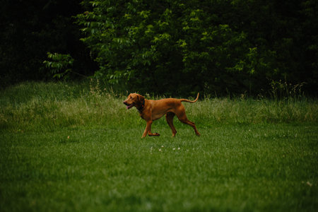 Cute young Hungarian Vizsla dog walking outdoor in a green grass in summer. Atmospheric photo of...