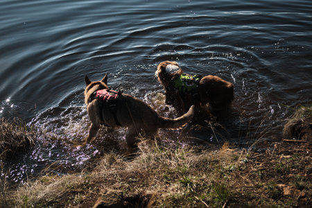 Two dogs German and Australian shepherds swimming and playing in Ribnicko Lake or Ribnicko jezero in...