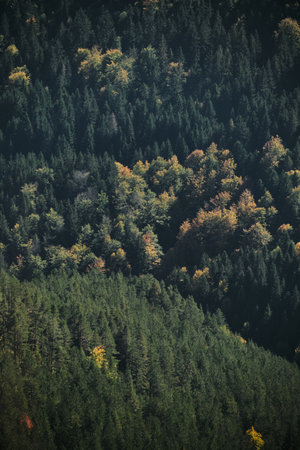 Beautiful mountain autumn landscape. Mixed forest - yellow and orange leaves among green pines and...