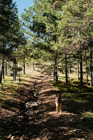 German shepherd on a path in a coniferous forest on a sunny, warm day. Dog portrait in nature. Pets outdoor conceptの写真素材