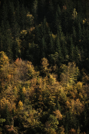 Beautiful mountain autumn landscape. Mixed forest - yellow and orange leaves among green pines and...