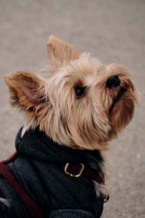 Cute small breed dog Yorkshire terrier in park. A dog wearing sweatshirt. Close up portraitの写真素材