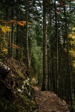 A hiking trail in a dense coniferous forest in autumn season. Nature near Black Lake - Crno Jezero in Durmitor National park, Montenegro country. Narrow path in coniferous forestの写真素材