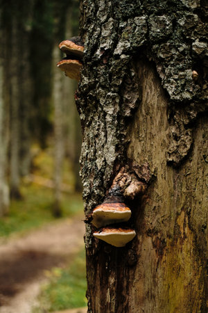 Close-up of brown inedible mushrooms growing on a tree trunk in an autumn coniferous forest. Nature near Black Lake - Crno Jezero in Durmitor National park, Montenegro countryの写真素材