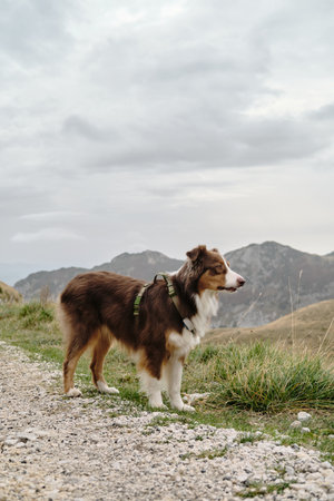 Travel with pet concept. Montenegro country, Durmitor National Park. Saddle Pass. Alpine meadows in autumn season. Breathtaking mountain landscape with Australian shepherd dogの写真素材
