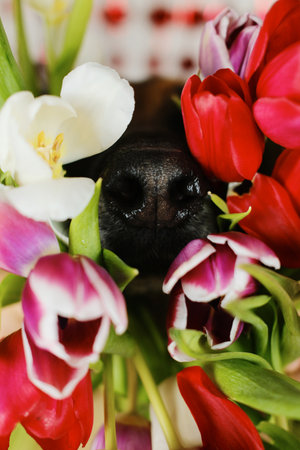 Black German shepherd dog nose in flowers close up. Spring background with cute pet and tulips....