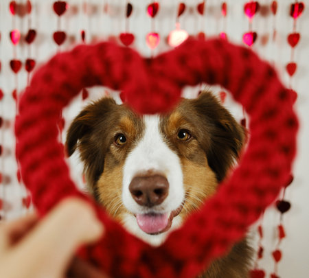 St. Valentine's Day concept. Funny Aussie dog - brown Australian shepherd with toy rope heart, indoor on white background with hearts. Pet in love celebrating valentines dayの写真素材