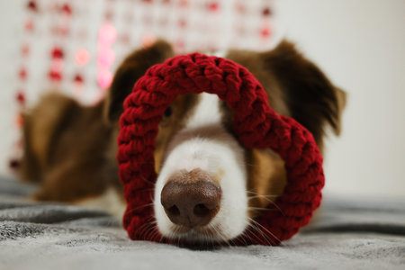 St. Valentine's Day concept. Aussie dog - brown Australian shepherd with toy rope heart, lying on grey sofa. Pet in love celebrating valentines day. Love romance postcardの写真素材