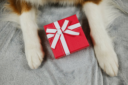 St. Valentine's Day concept. Australian shepherd dog white paws with red gift box, lying on grey sofa. Top view. Pet in love celebrating valentines day. Love romance postcardの写真素材