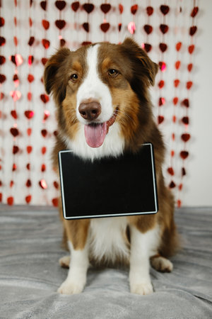St. Valentine's Day concept. Funny Aussie dog with empty chalkboard for notes - brown Australian shepherd indoor on white background with red shiny hearts. Pet in love celebrating valentines dayの写真素材