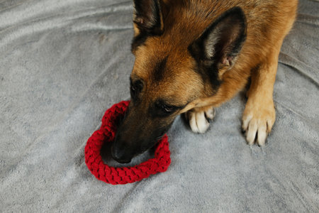 St. Valentine's Day concept. Ginger German shepherd with toy rope heart, lying on grey sofa. Top view. Pet in love celebrating valentines day. Love romance postcardの写真素材