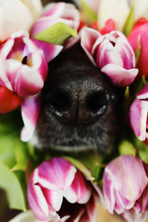 Black German shepherd dog nose in flowers close up. Spring background with cute pet and tulips. Greeting card for Valentines, Birthday, Mother day, Easter or International Womens Dayの写真素材