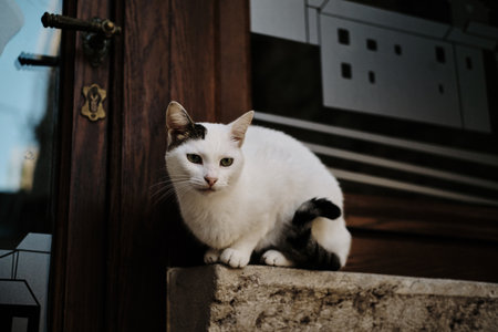 White street cat with spots rest in old town Budva alone. Montenegro country. Homeless animals outdoor conceptの写真素材