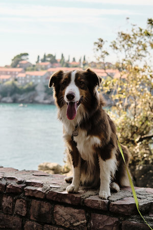 Australian Shepherd dog travels to popular places in Montenegro. Luxury hotel Sveti Stefan on an island located in the Adriatic Sea. Houses with red tiled roofsの写真素材