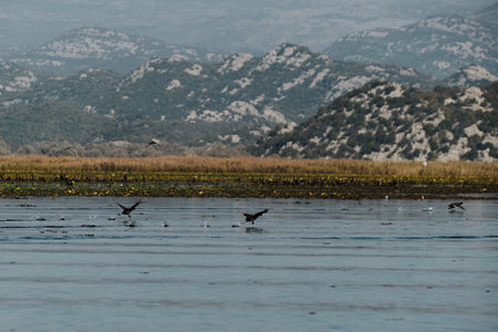 A group of waterbirds takes off from the surface of Skadar Lake, Montenegro, creating dynamic splashes against a backdrop of rocky hills and wetlandsの写真素材