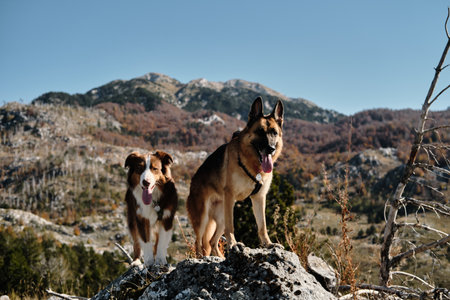 Two dogs - German Shepherd and Australian Shepherd standing on a rock in the Montenegro mountains on a sunny autumn day. Tongues out, they look happy and alert. Hiking with pets conceptの写真素材