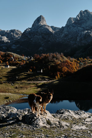 Two dogs brown Australian shepherd and red black German shepherd standing on a rock with majestic Montenegro mountains in the background near Bukumirsko Lake. Autumn adventure in wild natureの写真素材