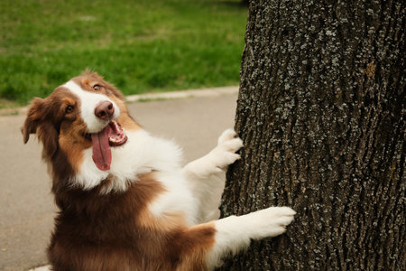 Playful brown Australian Shepherd dog standing with front paws on tree trunk, tongue out and happy expression, enjoying fun time outdoors in park. Aussie red tricolorの写真素材