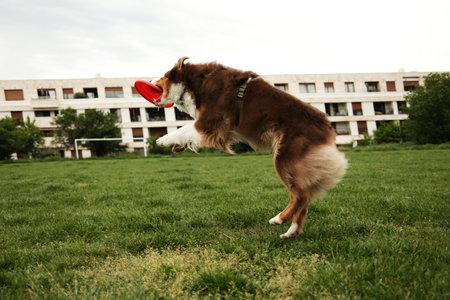 An energetic red tricolor Australian Shepherd springs through a lush green field in an urban park, catching a bright red frisbee midair with modern apartment buildings in soft focus behindの写真素材