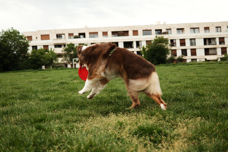 An energetic red tricolor Australian Shepherd springs through a lush green field in an urban park, catching a bright red frisbee midair with modern apartment buildings in soft focus behindの写真素材